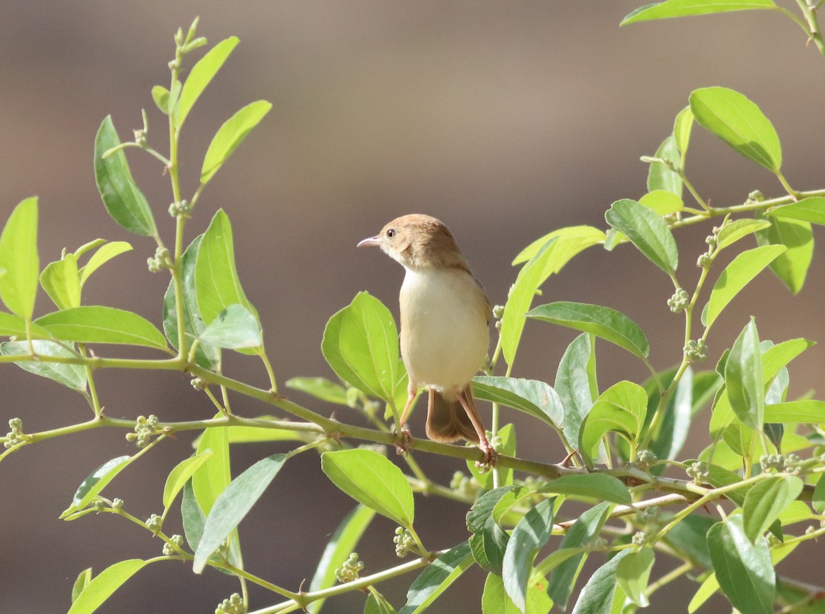 Foxy Cisticola - ML609913248