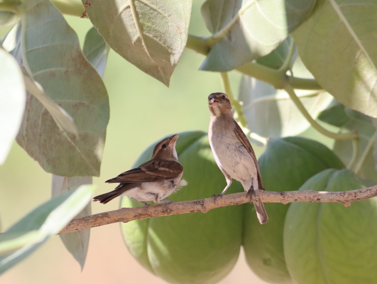 Sahel Bush Sparrow - ML609913255