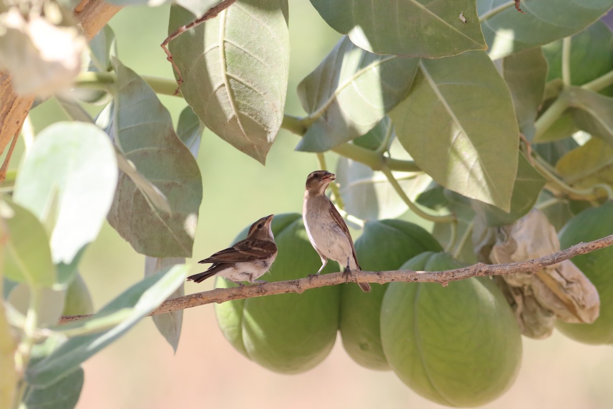 Sahel Bush Sparrow - ML609913256