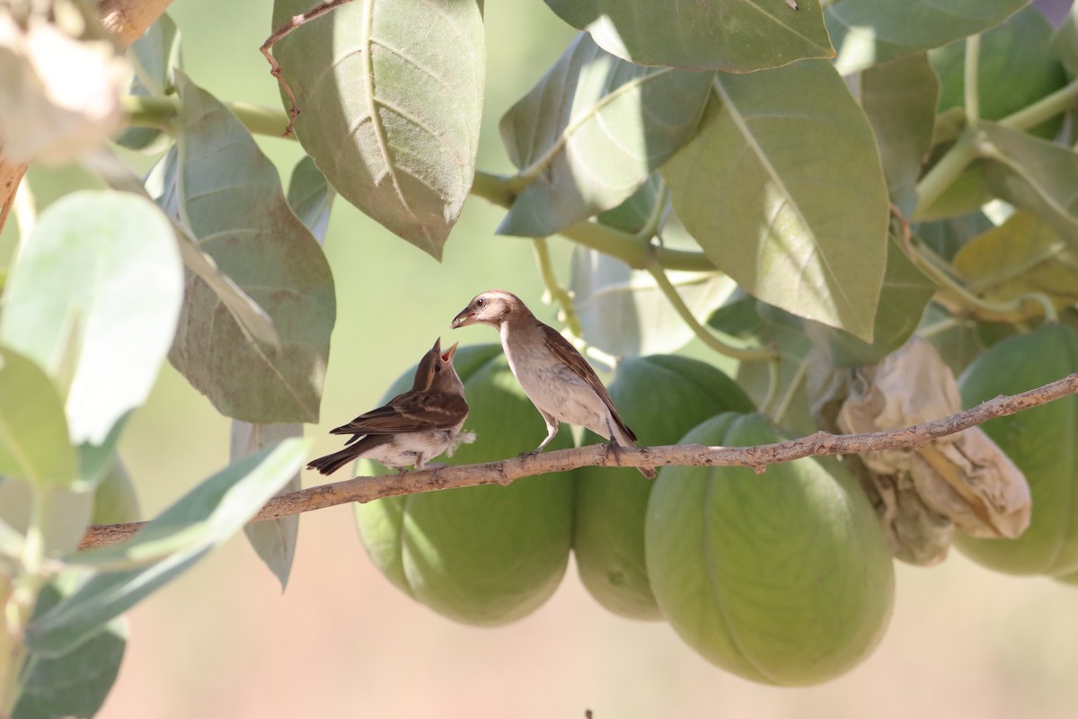 Sahel Bush Sparrow - ML609913257