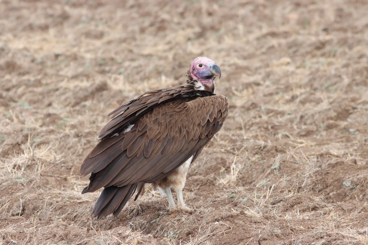 Lappet-faced Vulture - ML609913312