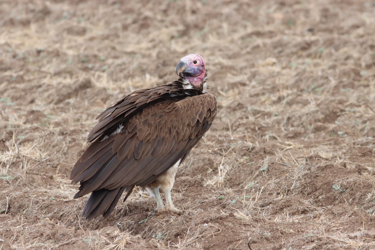 Lappet-faced Vulture - ML609913313