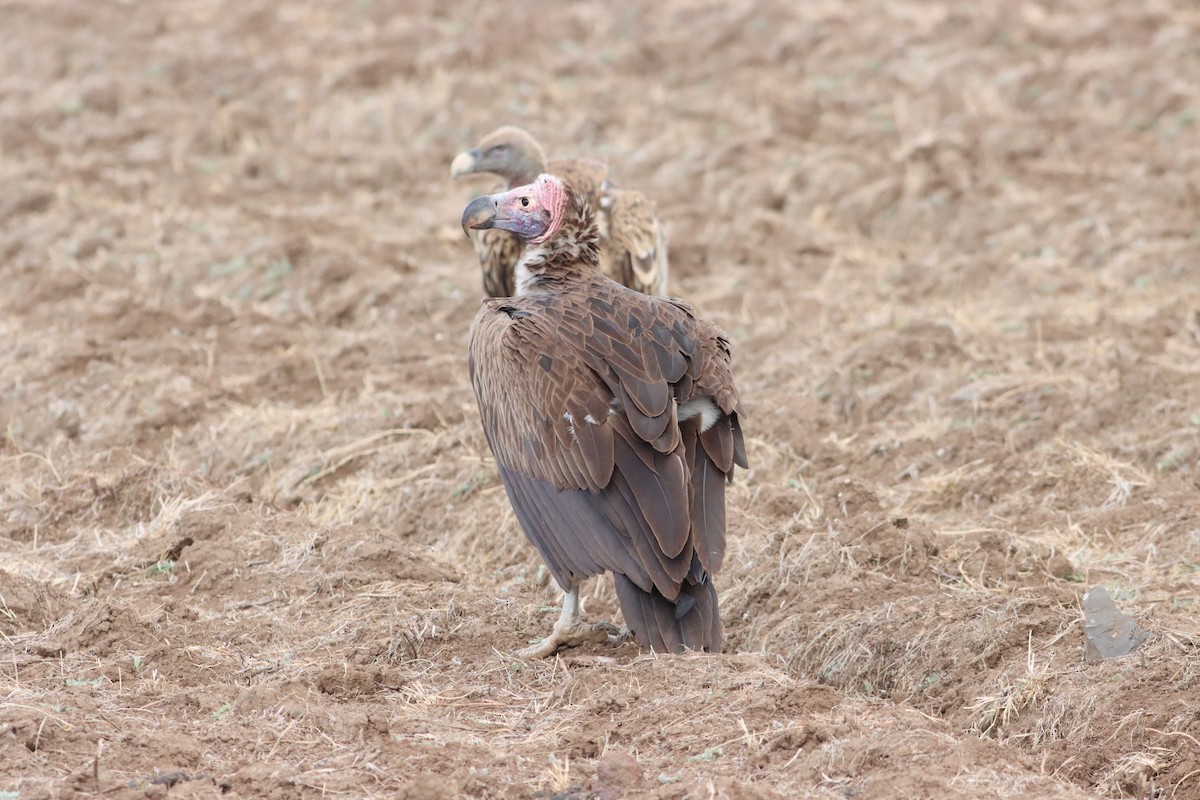 Lappet-faced Vulture - ML609913314