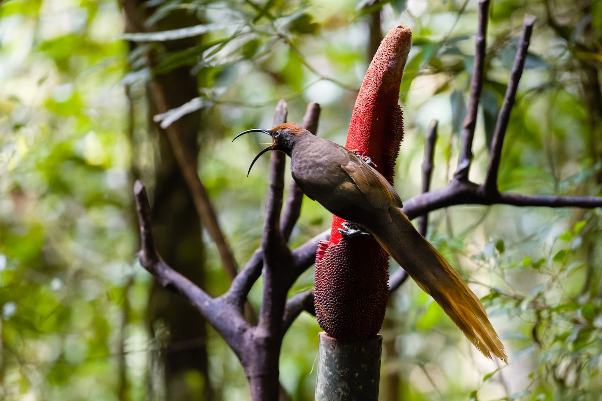 Black Sicklebill - Yves Gisseleire