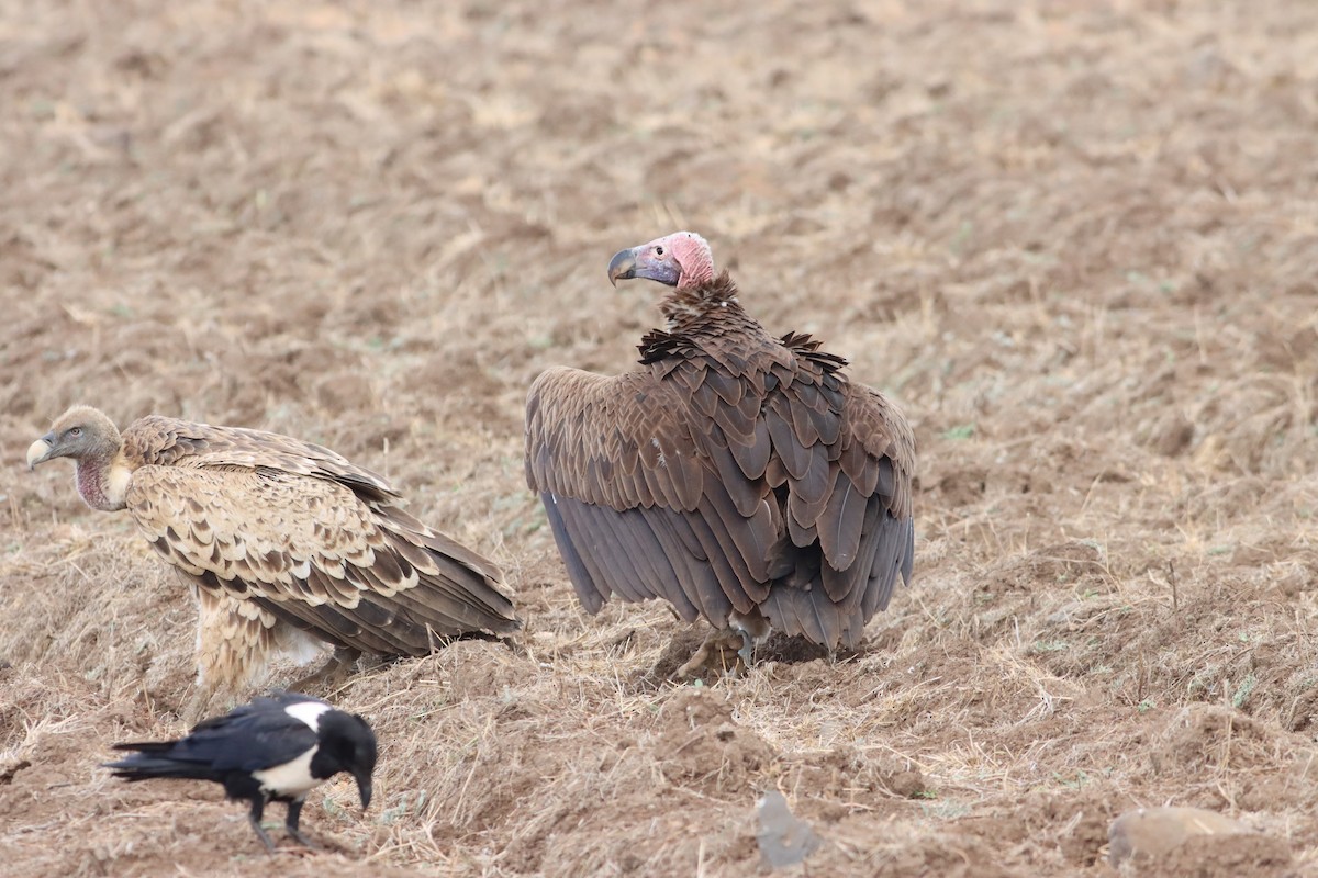 Lappet-faced Vulture - ML609913328