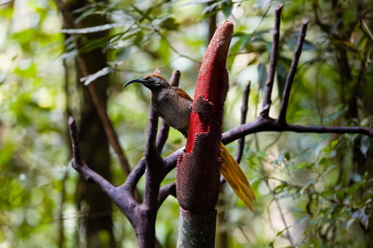 Black Sicklebill - Yves Gisseleire