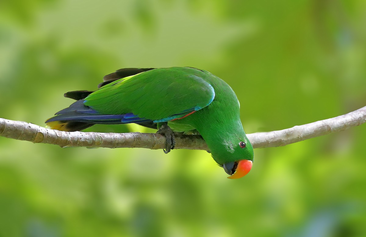 Papuan Eclectus - ML609913438