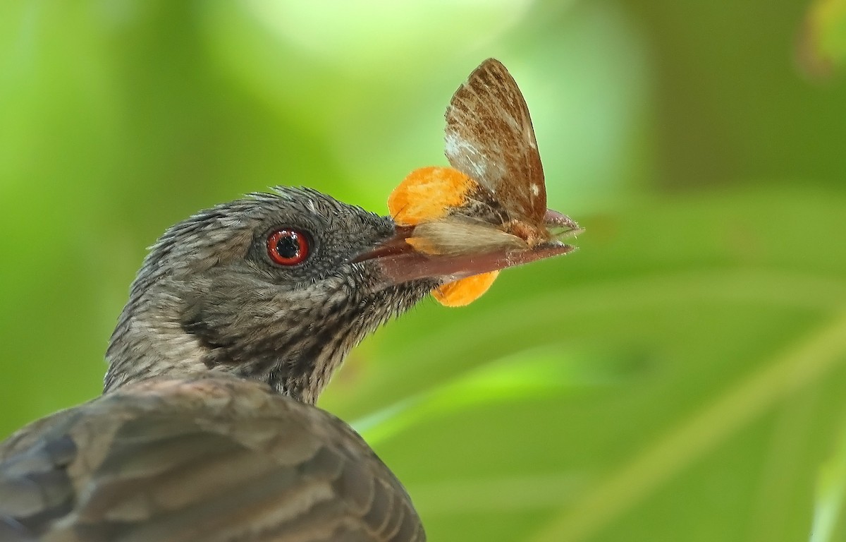 Brown Oriole - sheau torng lim