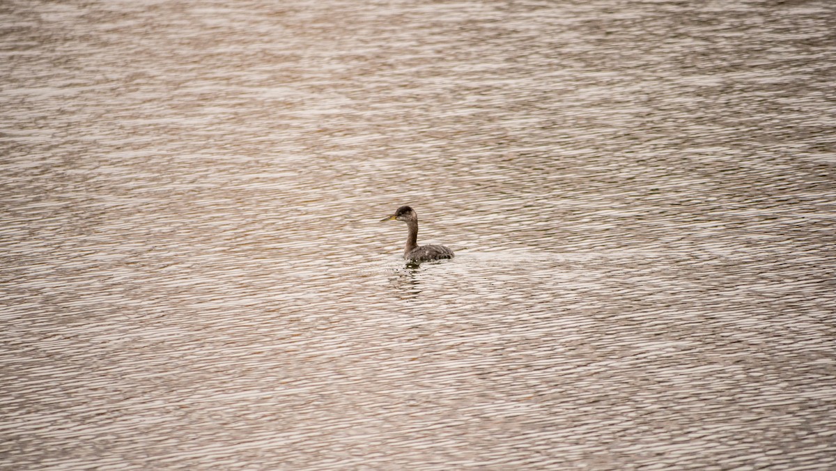 Red-necked Grebe - ML609913458