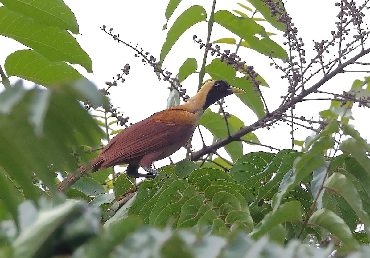 Red Bird-of-Paradise - ML609913467