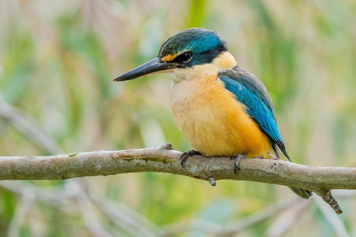 Sacred Kingfisher (Australasian) - ML609913473