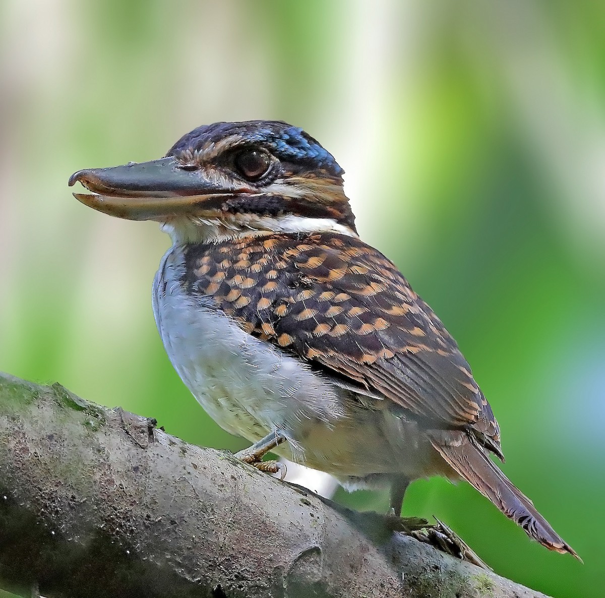 Hook-billed Kingfisher - ML609913508