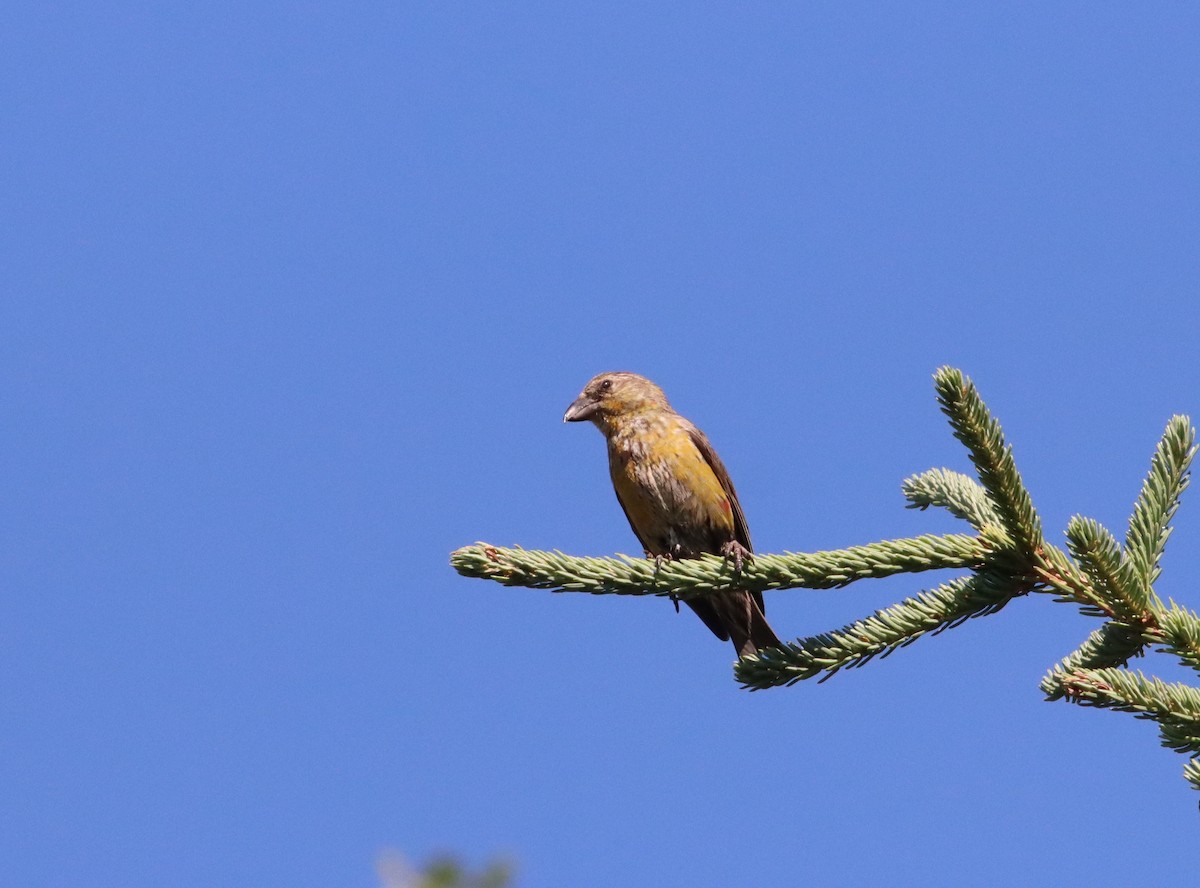 Red Crossbill - ML609913529