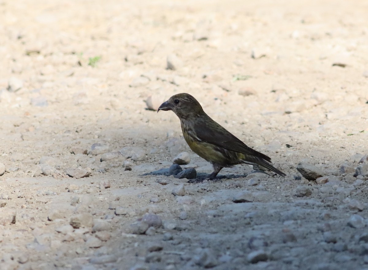 Red Crossbill - ML609913530