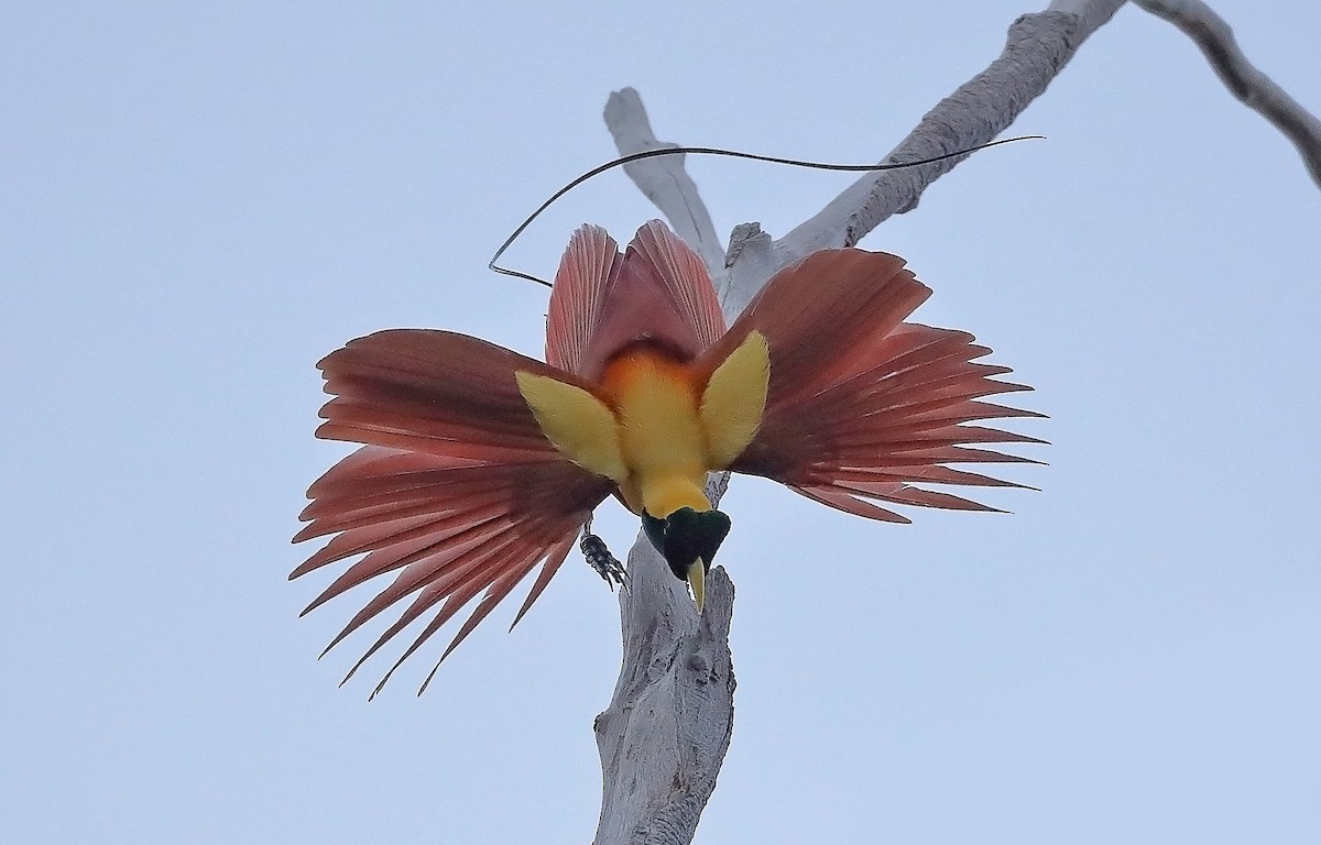 Red Bird-of-Paradise - ML609913549