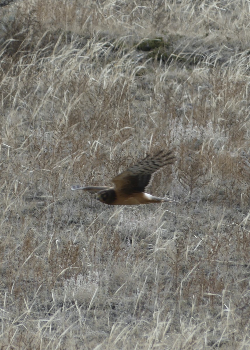 Northern Harrier - ML609913588