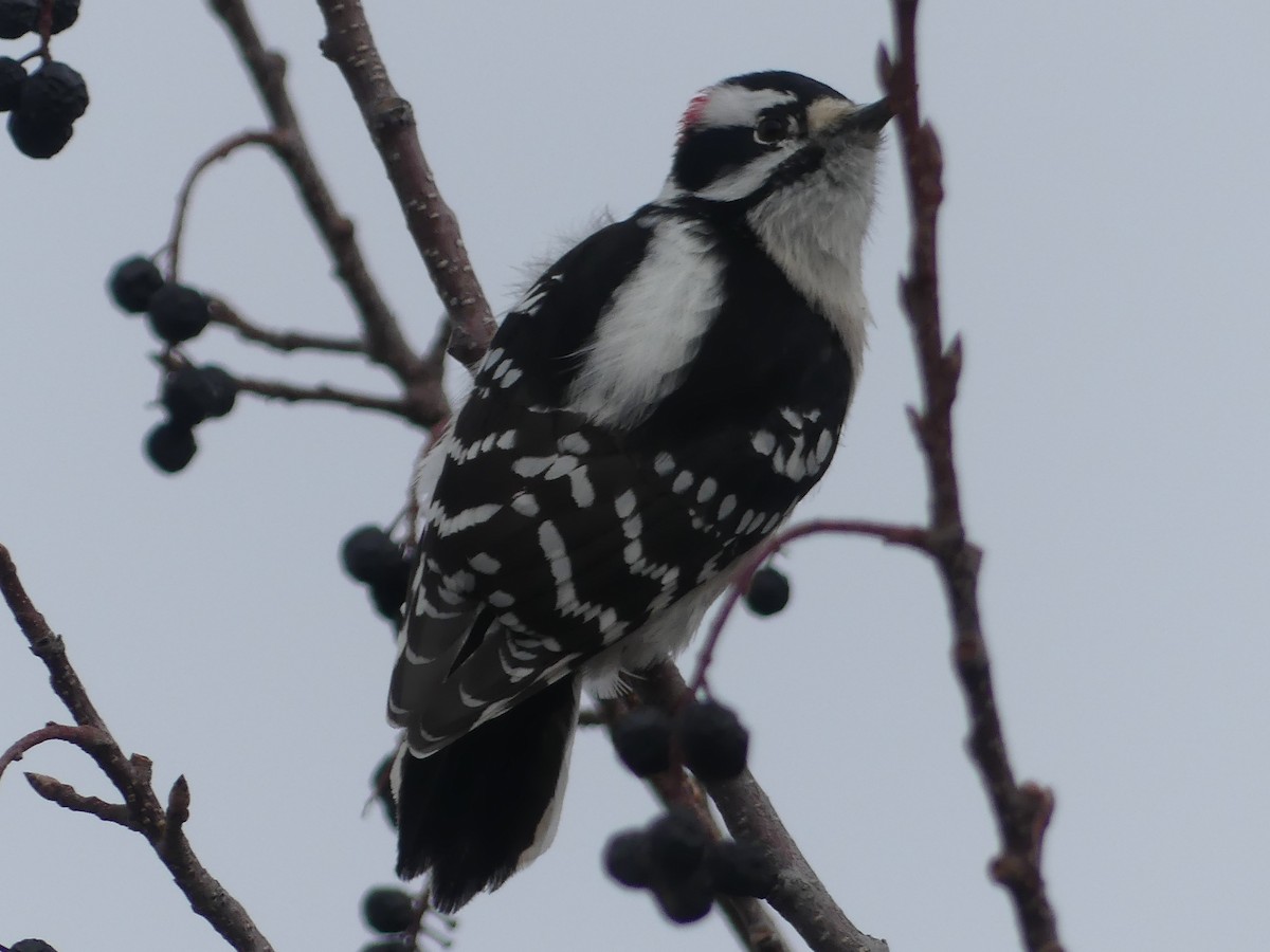 Downy Woodpecker - ML609913589
