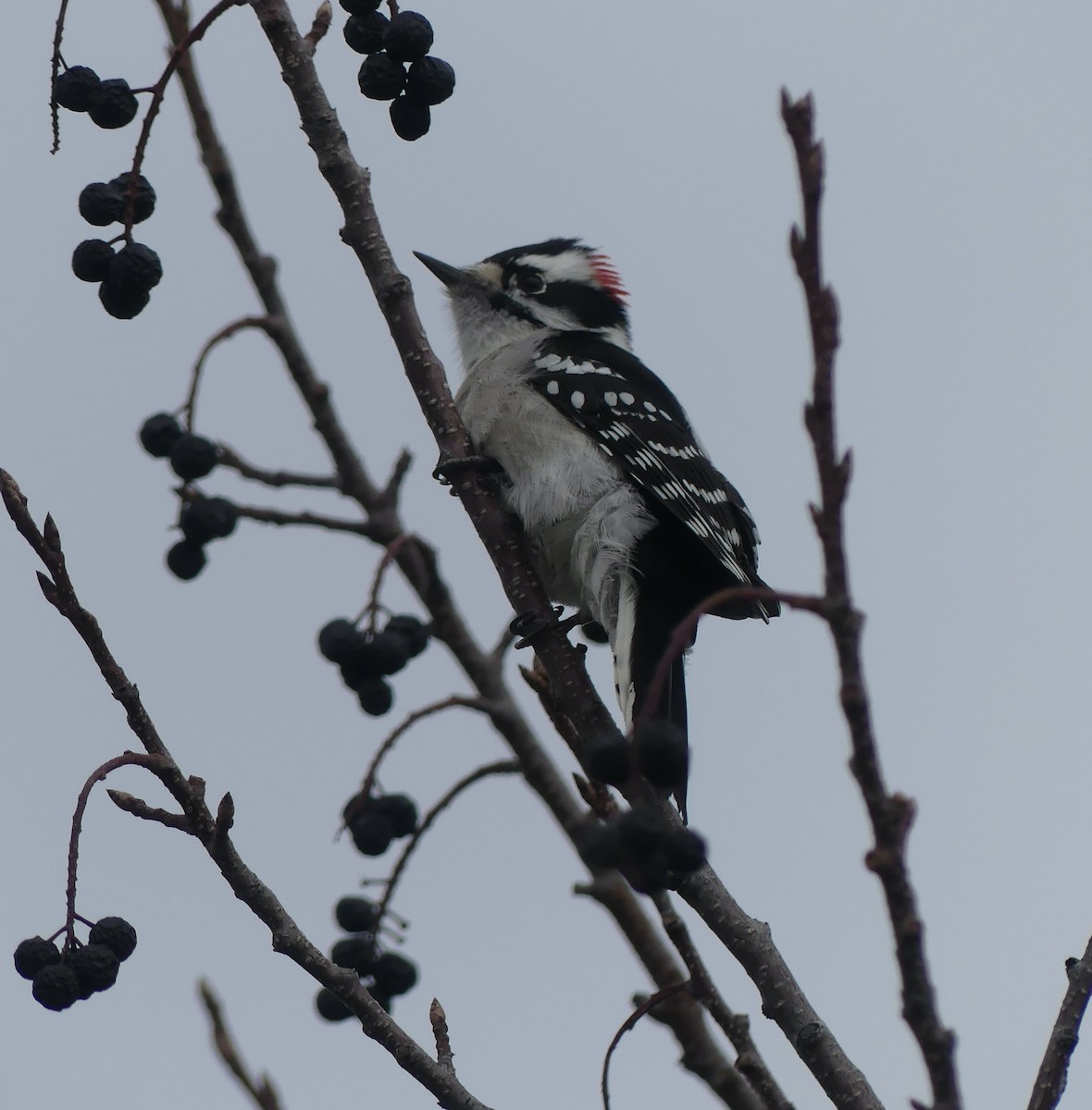 Downy Woodpecker - ML609913590