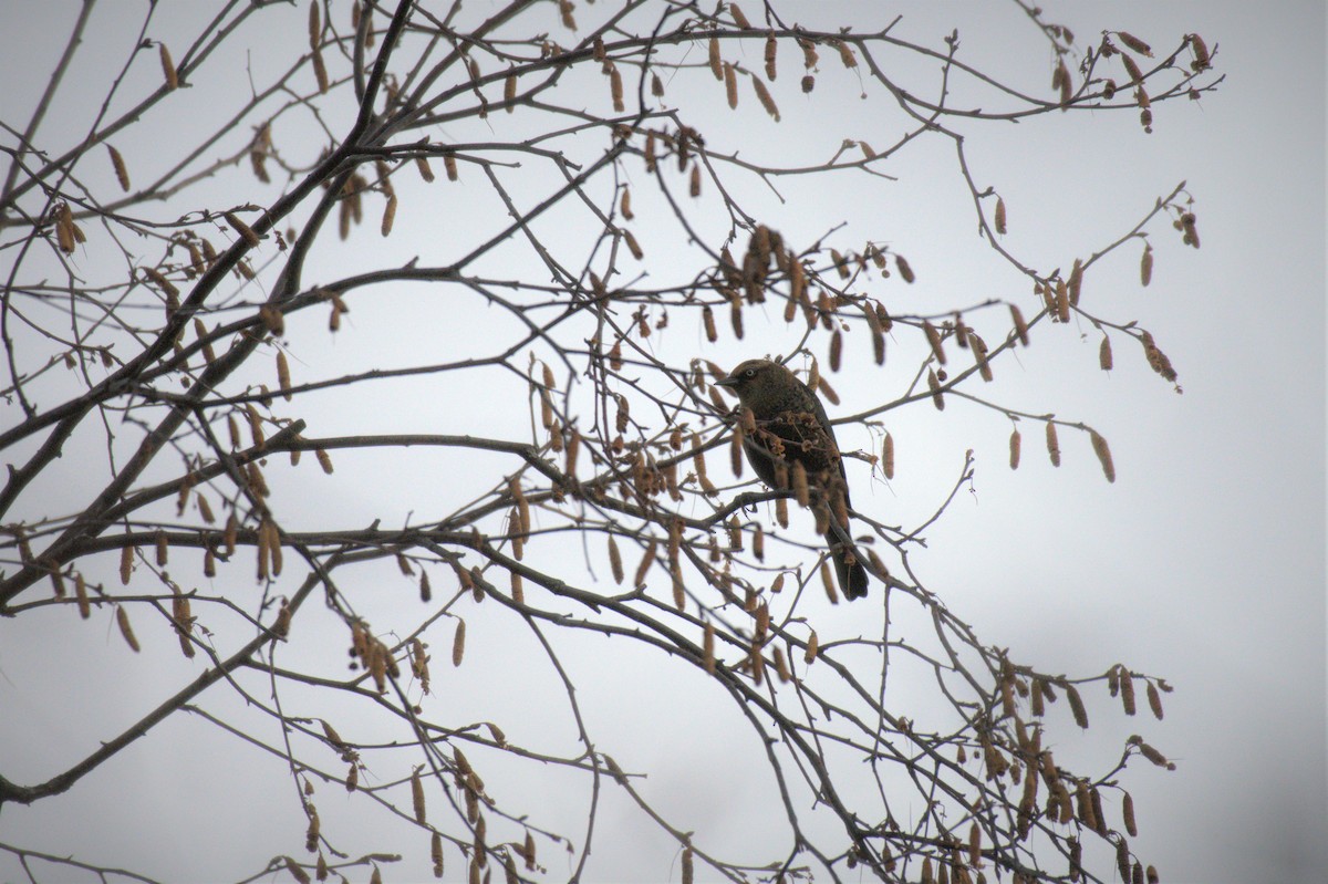 Rusty Blackbird - ML609913591