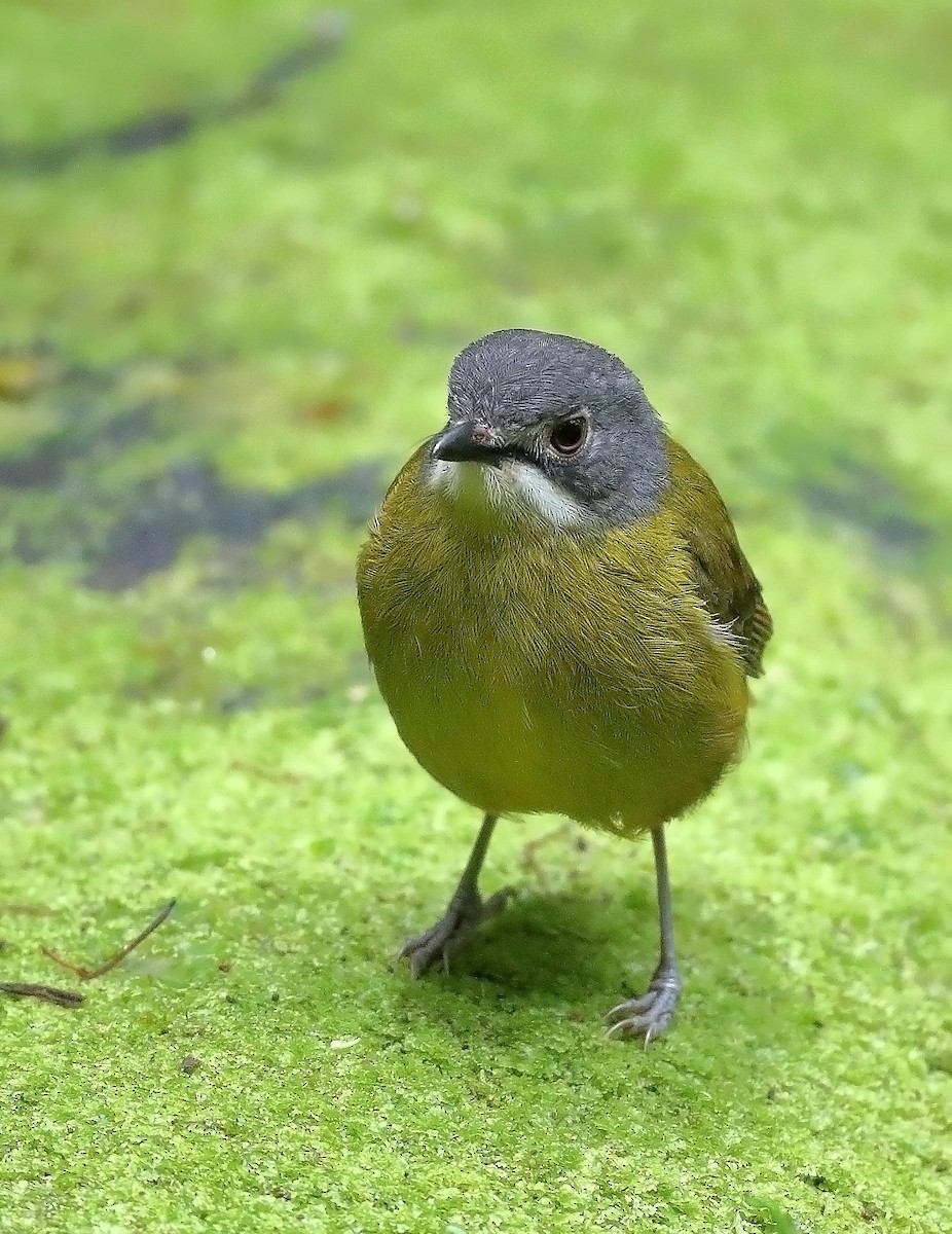 Green-backed Robin - ML609913631