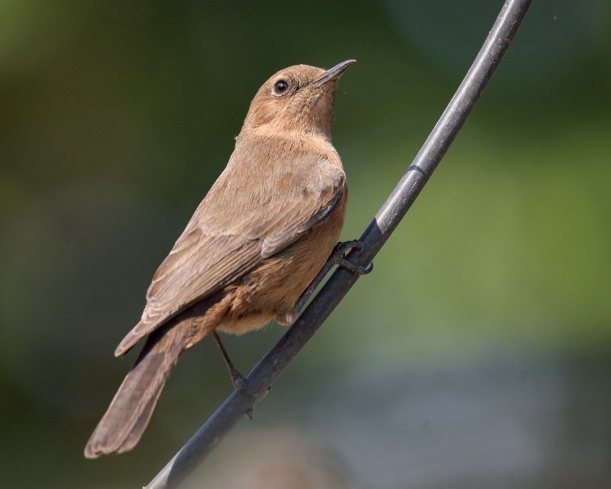 Brown Rock Chat - Madhur Upadhyay