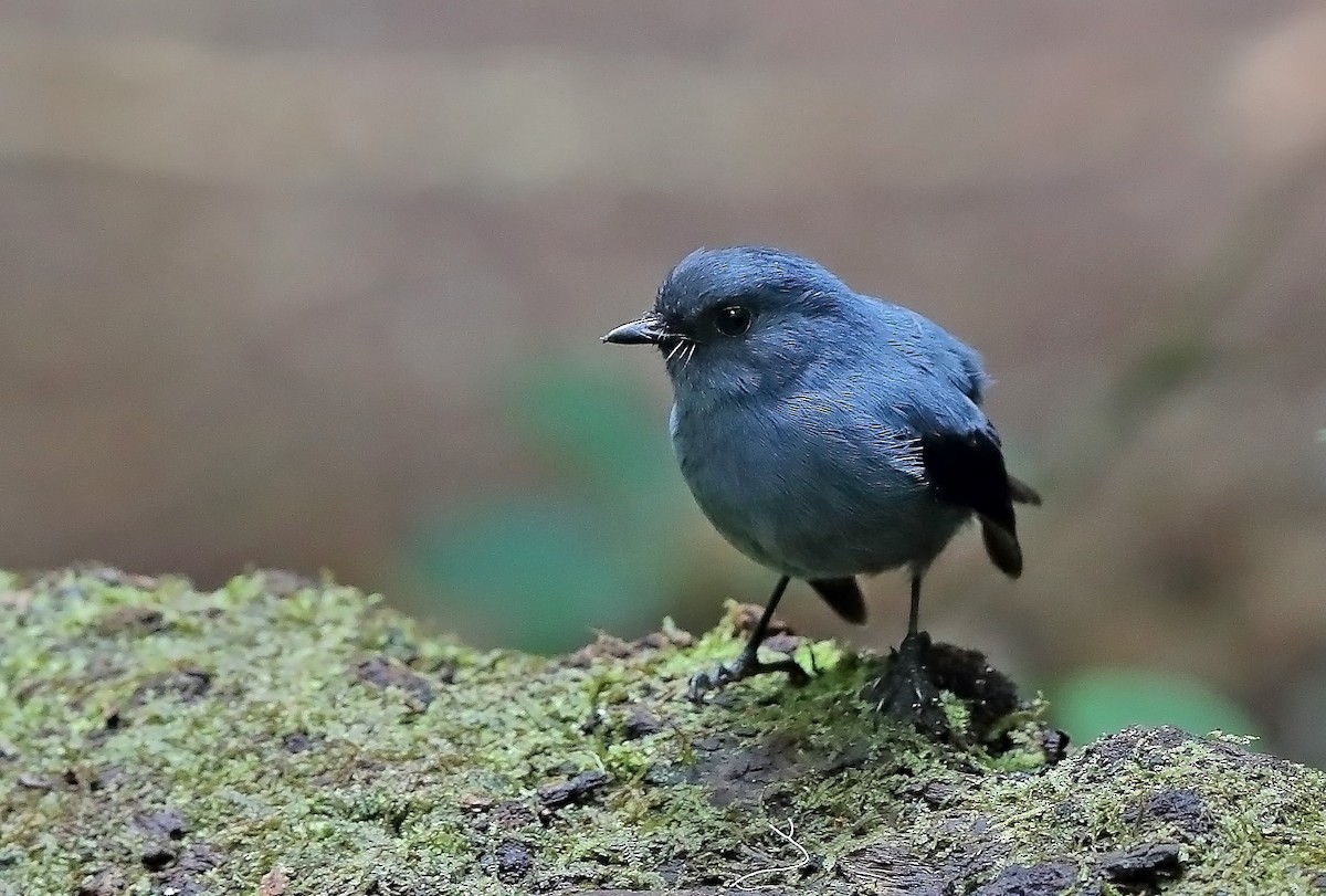 Blue-gray Robin - sheau torng lim