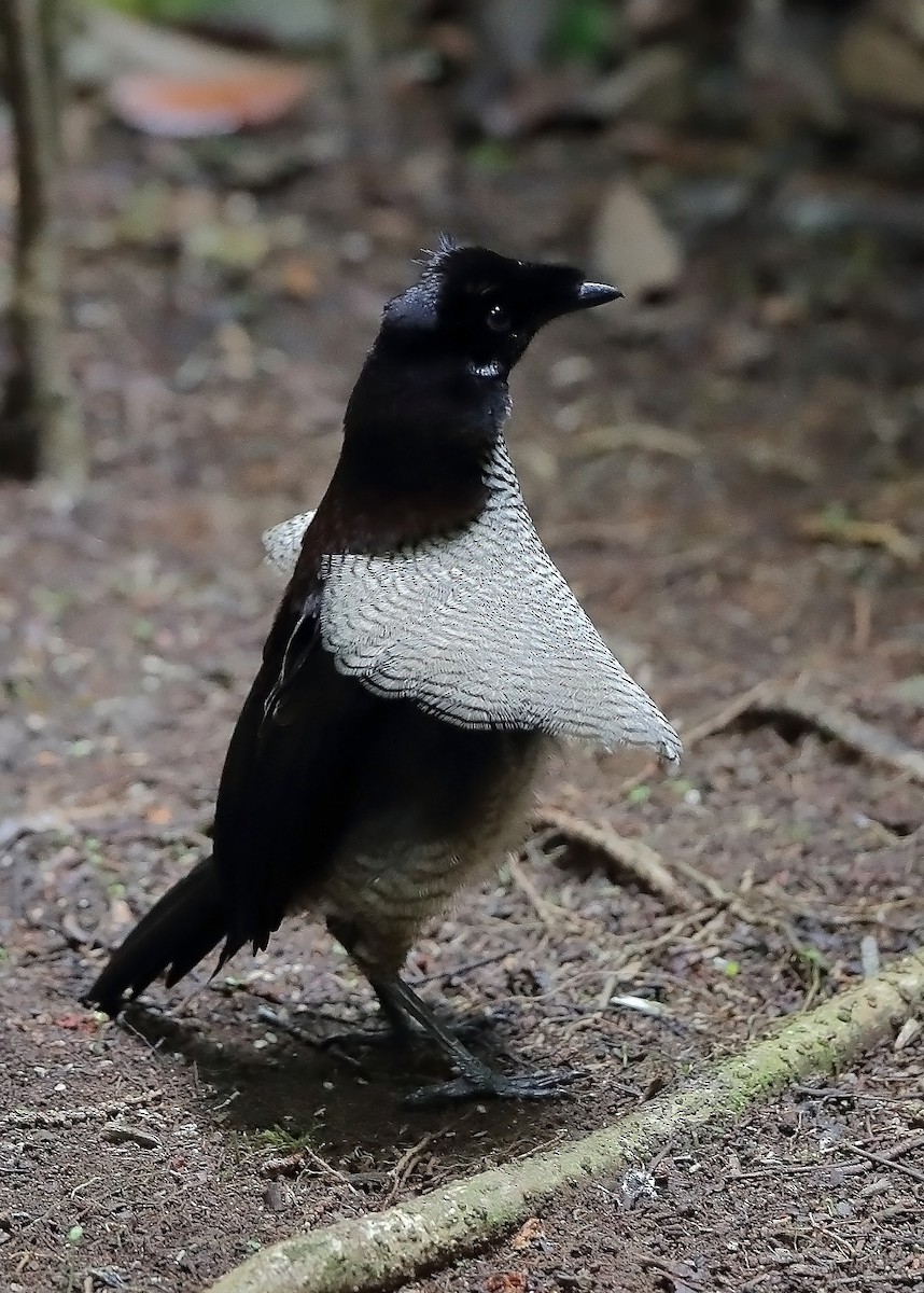 Western Parotia - ML609913726