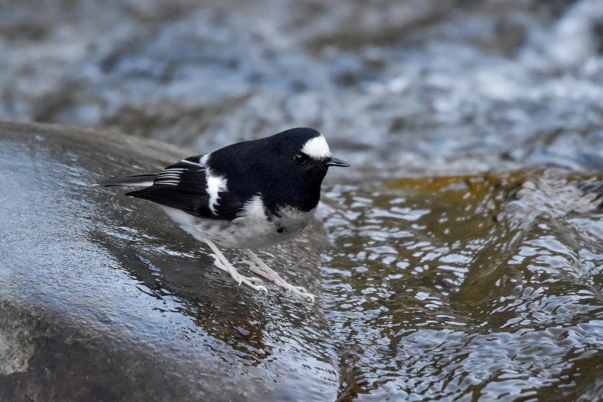 Little Forktail - Madhur Upadhyay