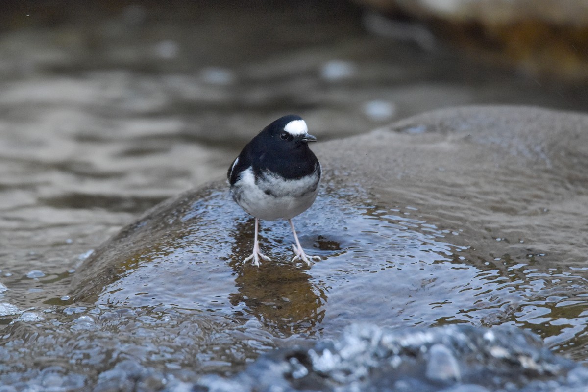 Little Forktail - ML609913749