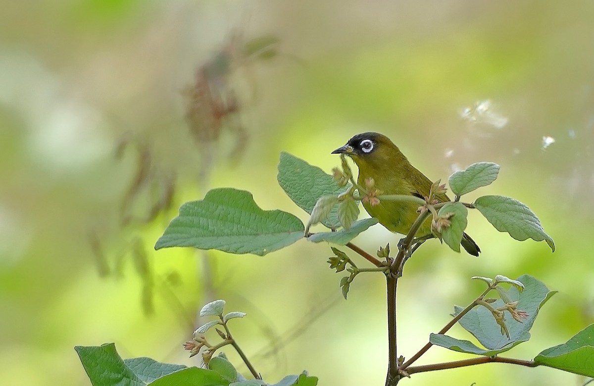 Capped White-eye - ML609913818