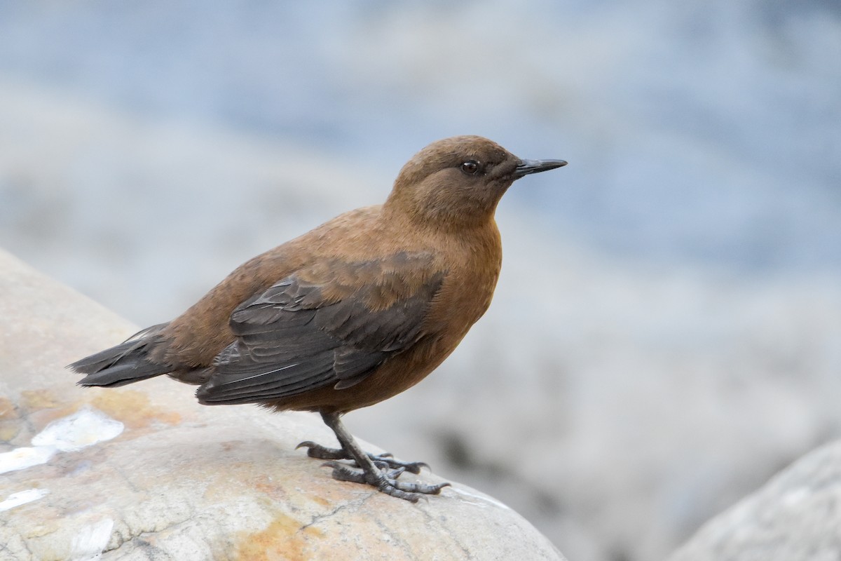 Brown Dipper - ML609913823