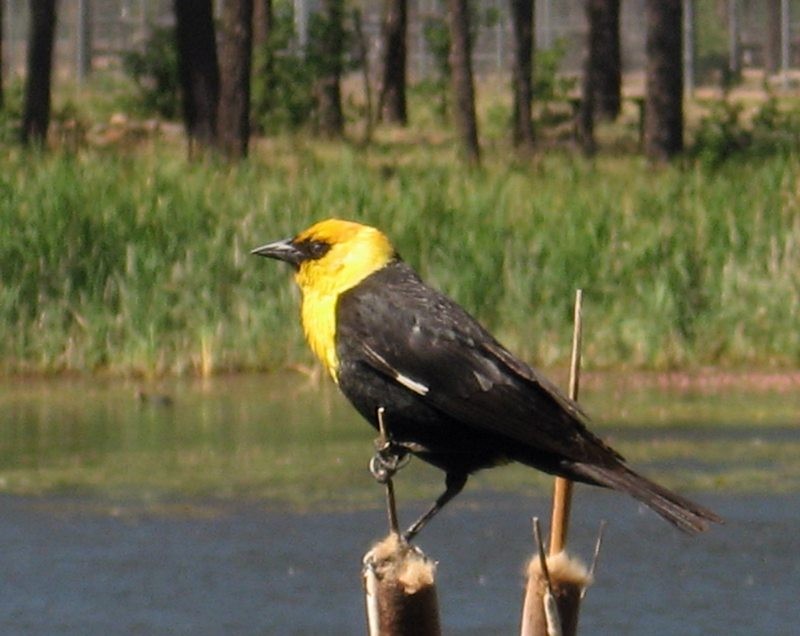 Yellow-headed Blackbird - ML609913887