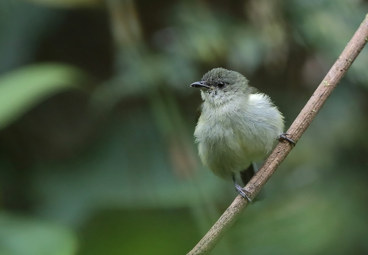 Fan-tailed Berrypecker - ML609913894