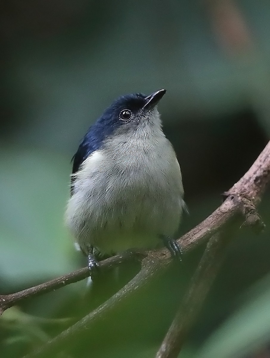 Fan-tailed Berrypecker - ML609913895