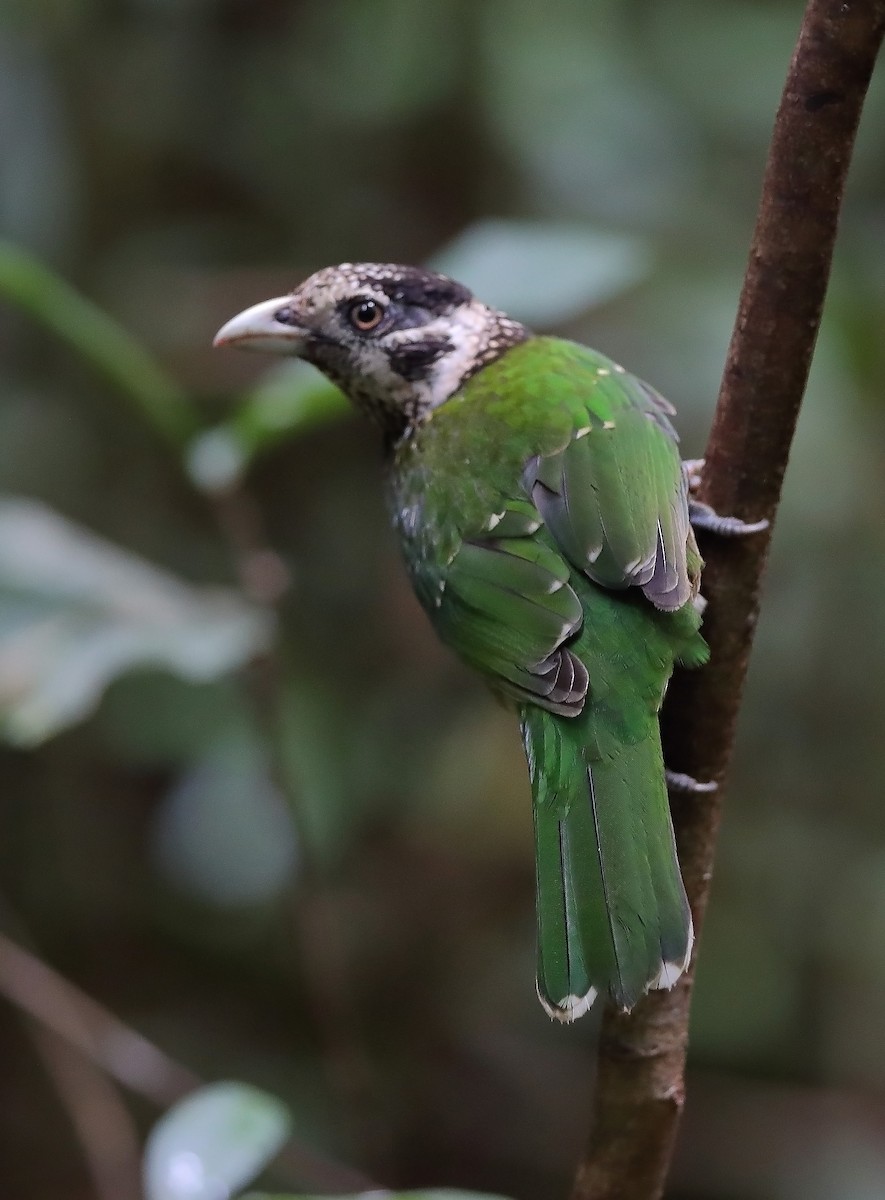 Arfak Catbird - sheau torng lim