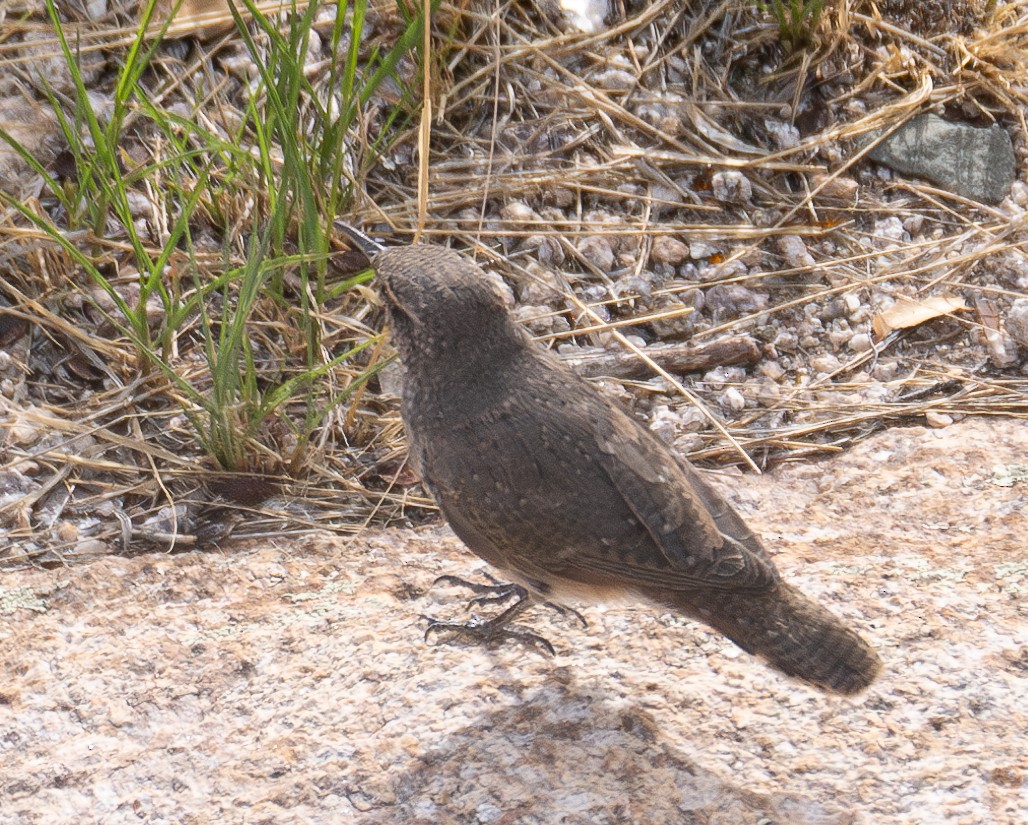 Rock Wren - ML609914024