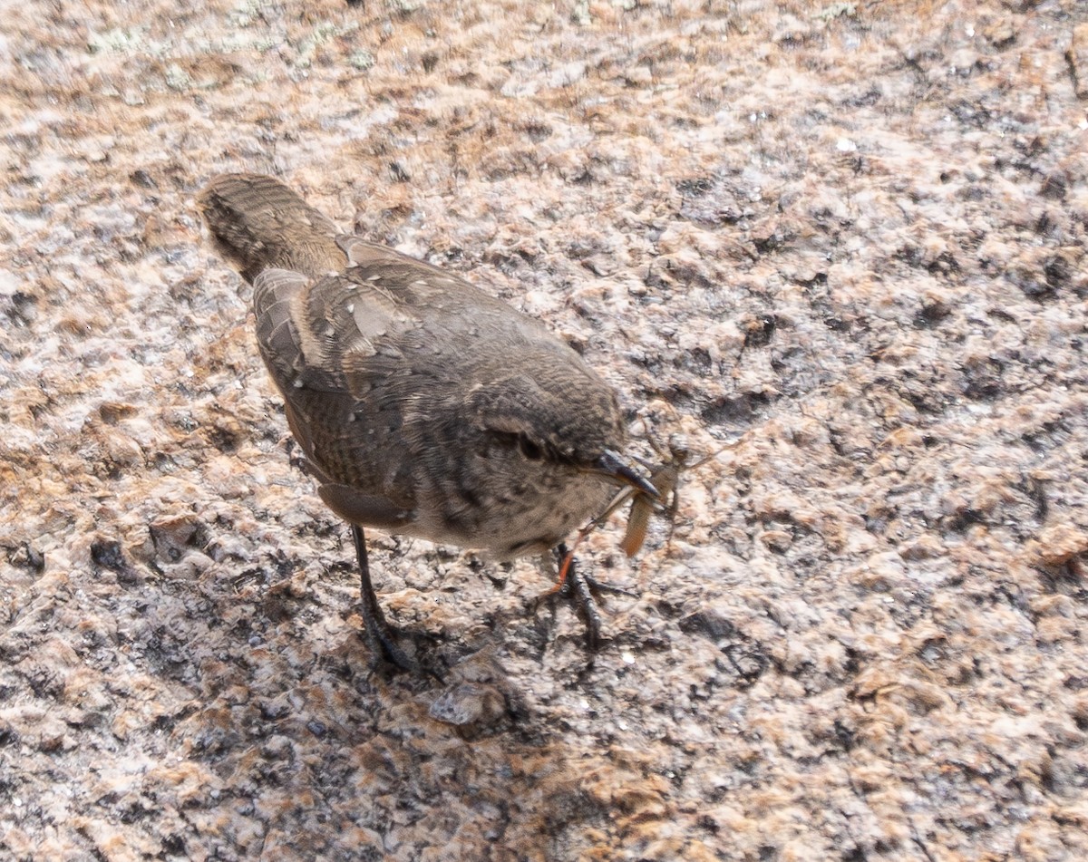 Rock Wren - ML609914026