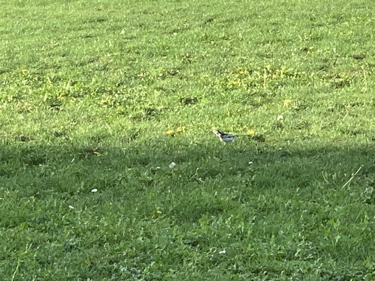 White Wagtail - ML609914109