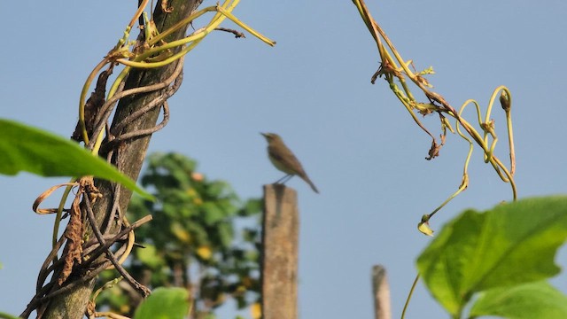 Mosquitero Musical - ML609914199