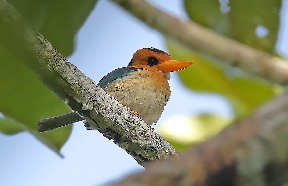 Yellow-billed Kingfisher - ML609914219