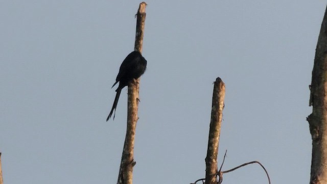 Drongo royal - ML609914225