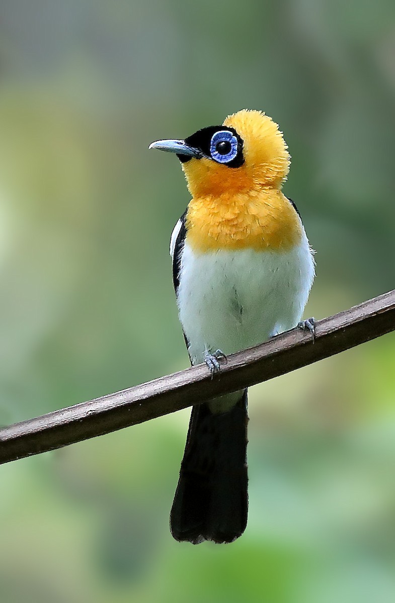 Ochre-collared Monarch - ML609914228