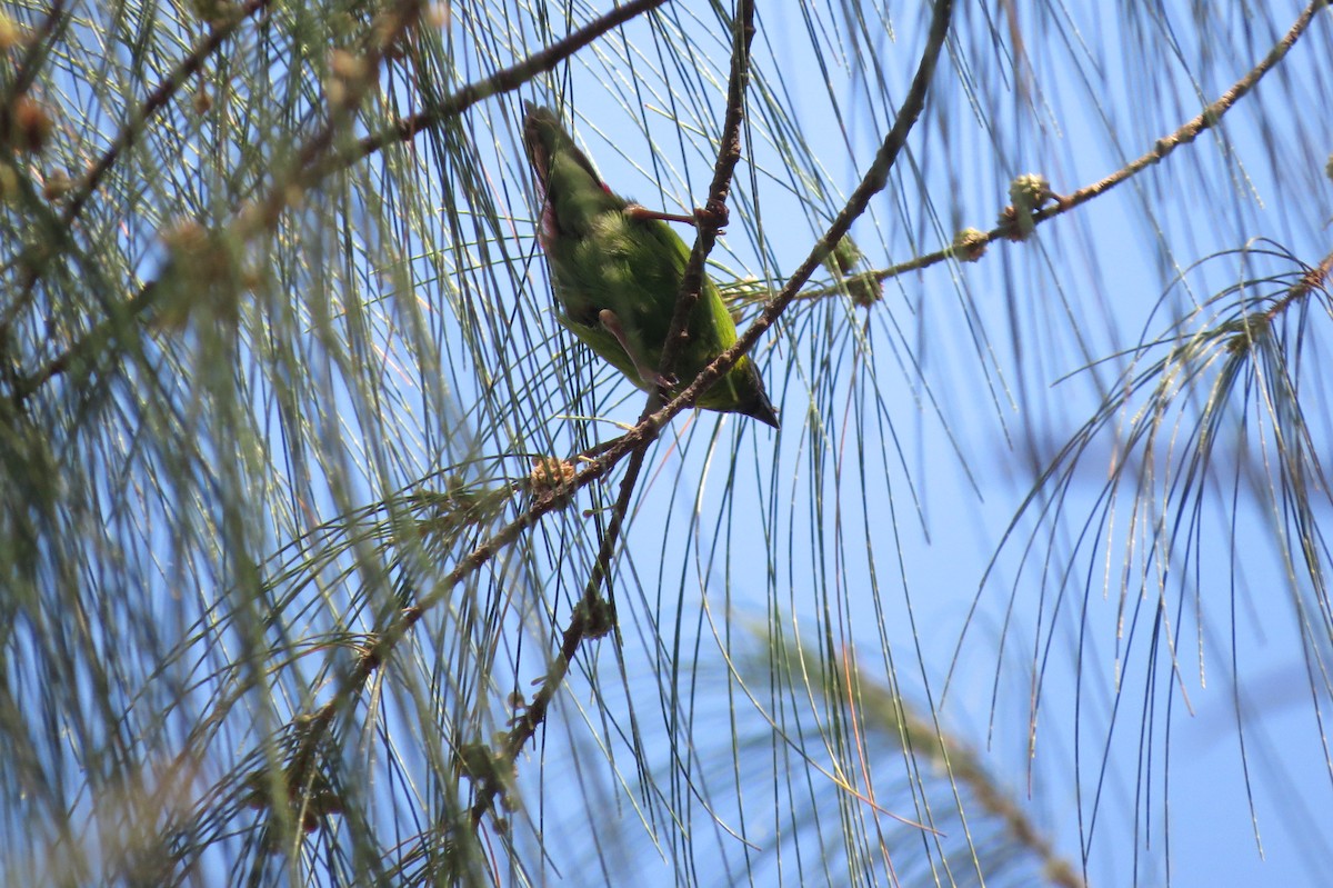 Blue-faced Parrotfinch - ML609914254