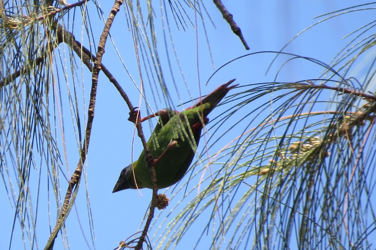 Blue-faced Parrotfinch - Niro Nobert