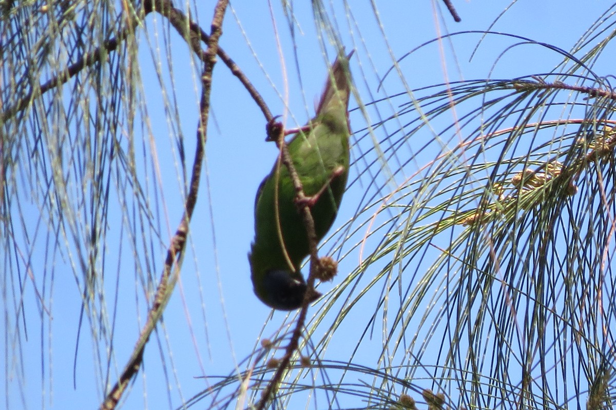 Blue-faced Parrotfinch - ML609914257