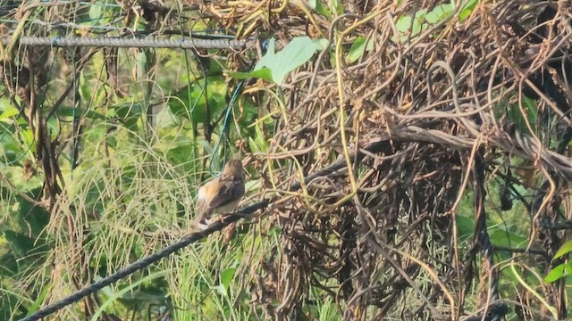 Zitting Cisticola - ML609914260