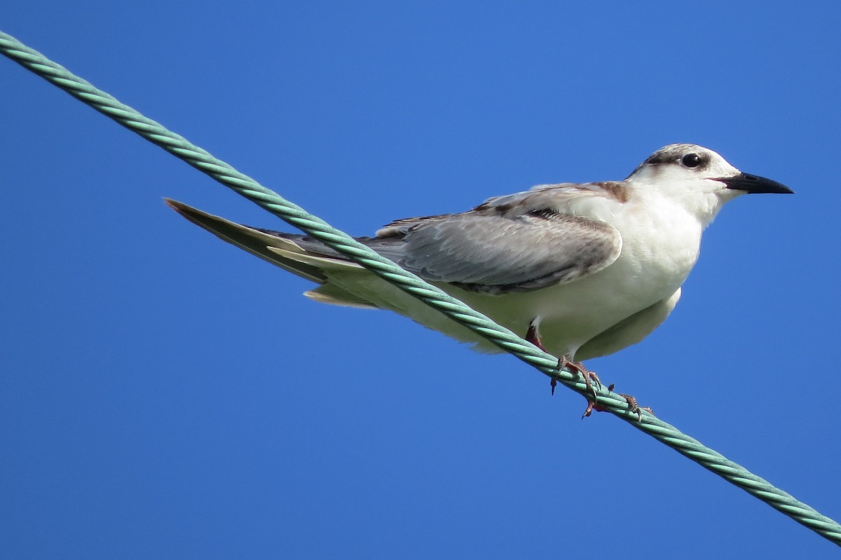 Whiskered Tern - Niro Nobert