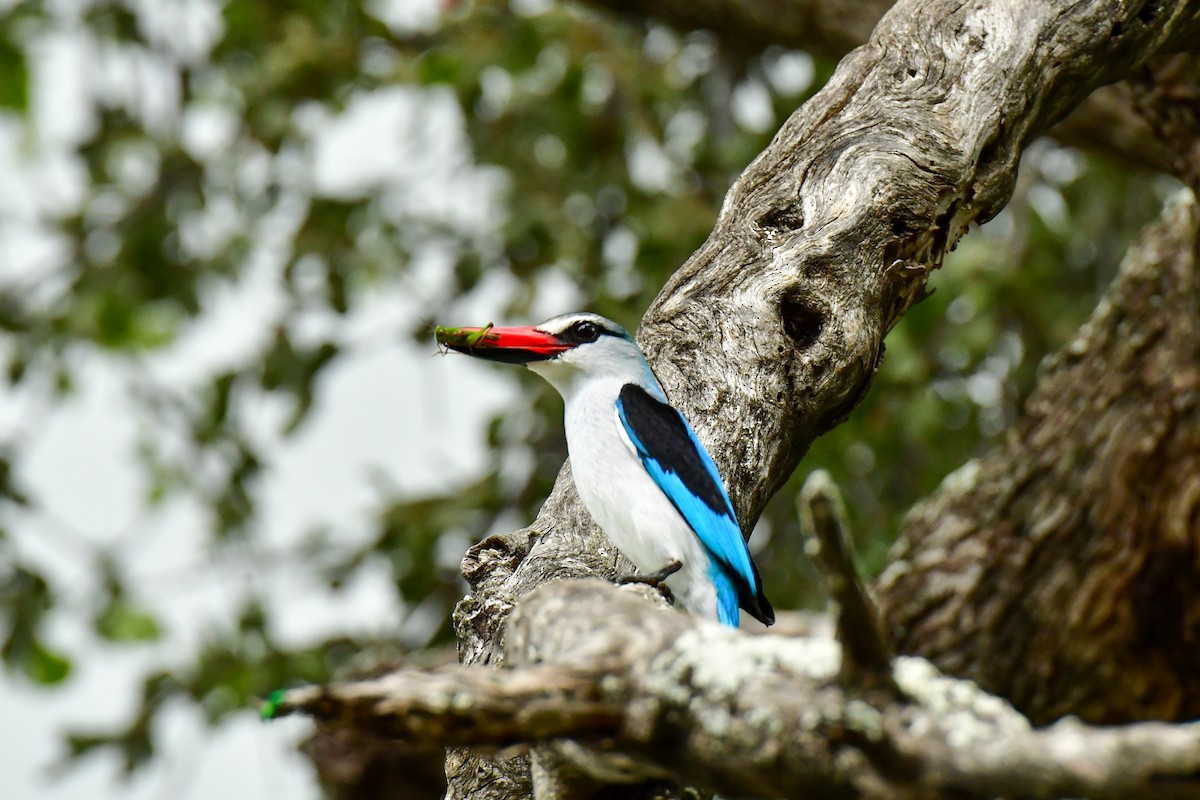 Woodland Kingfisher - ML609914308