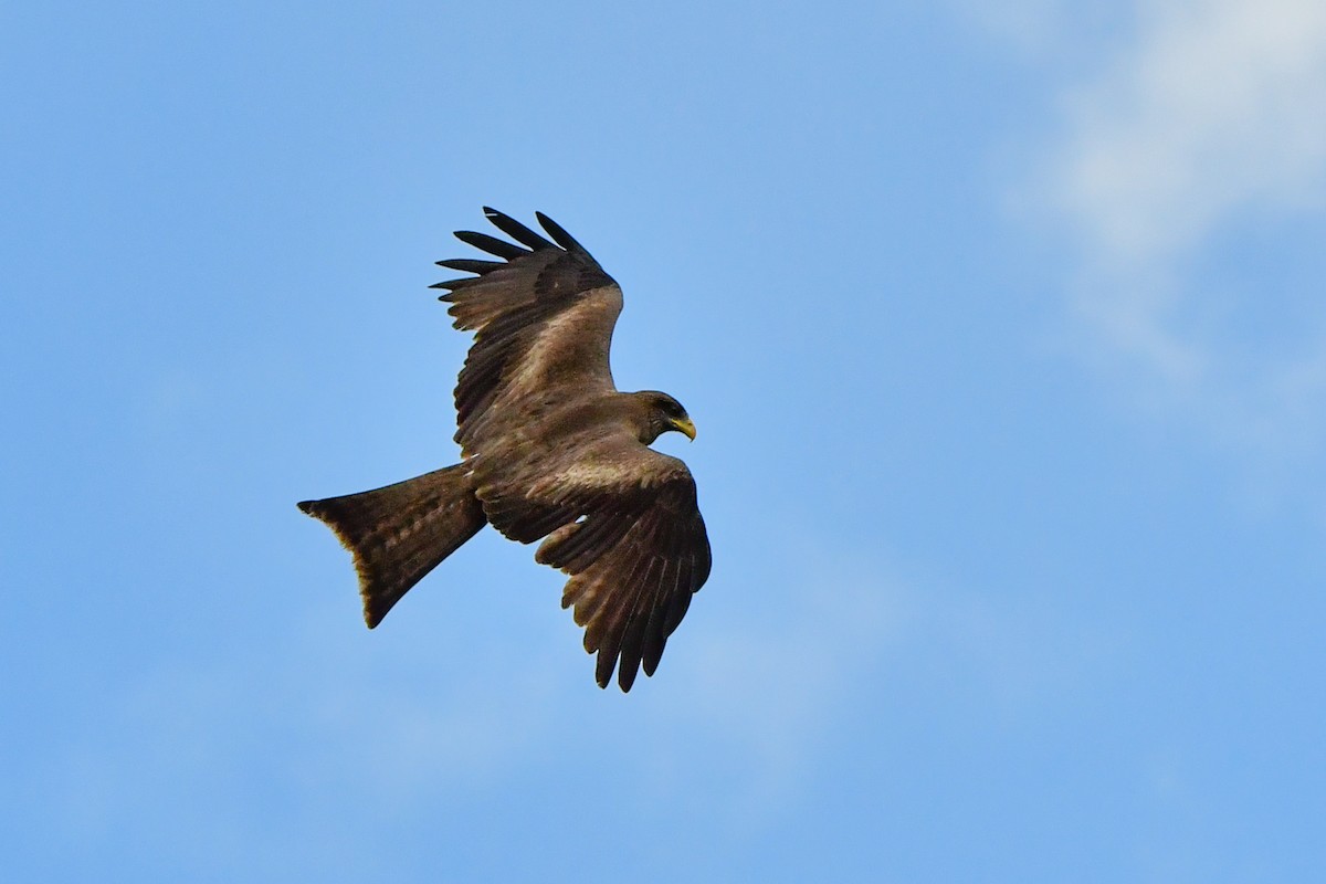 Black Kite - ML609914354