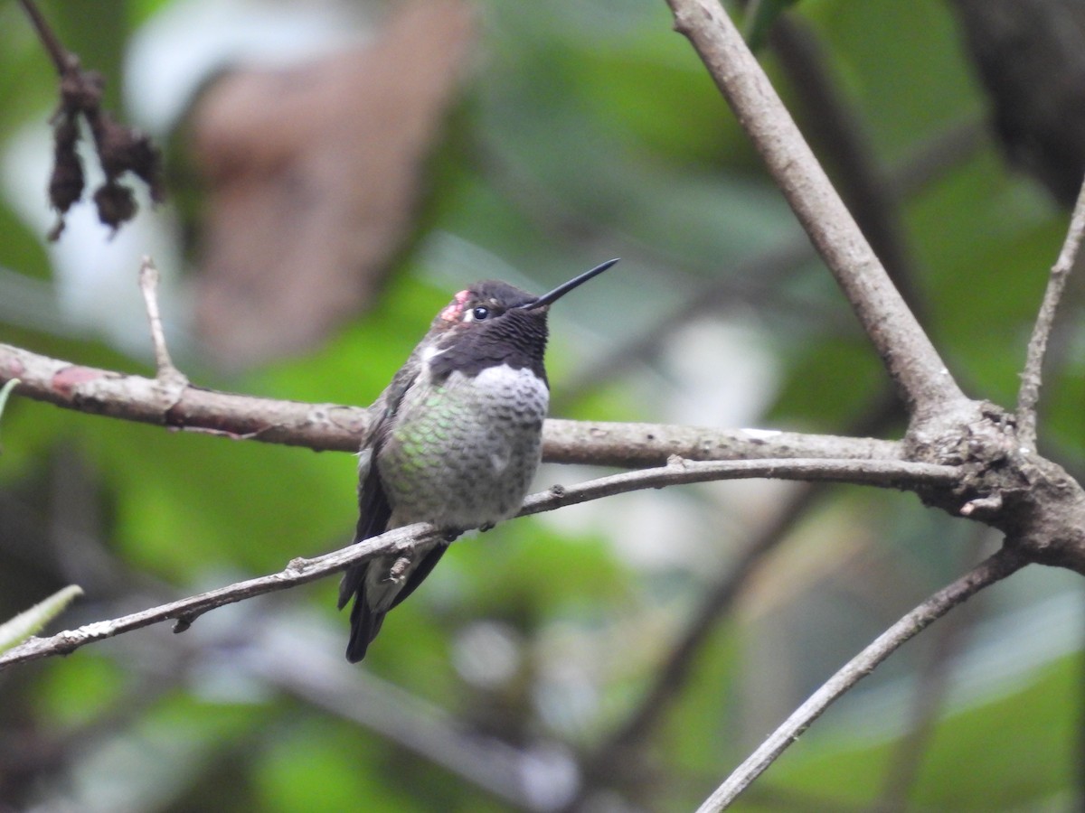 Anna's Hummingbird - L. Burkett